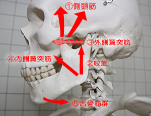 顎関節症に関係の深い筋肉